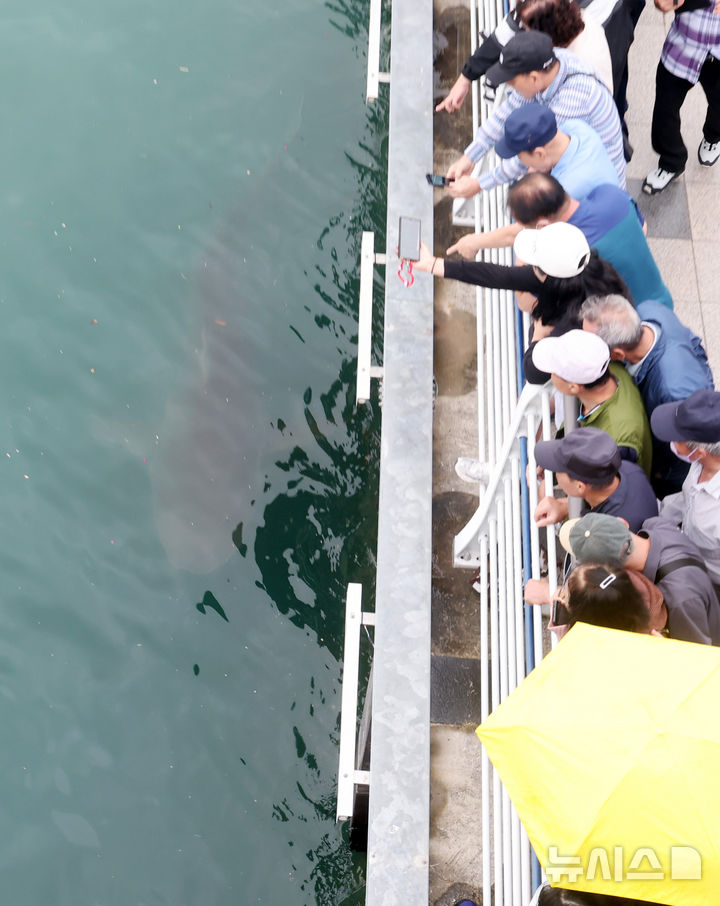 [부산=뉴시스] 하경민 기자 = 29일 오전 부산 동구 북항친수공원 수로에 12일째 머물고 있는 상어 '부캉이'에 대한 외해 유도 작업을 앞두고 현장을 찾은 시민들이 유영하는 부캉이를 지켜보고 있다. 2026.09.29. yulnetphoto@newsis.com