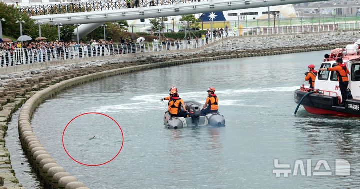  [부산=뉴시스] 하경민 기자 = 부산시와 국립수산과학원, 부산해경, 부산소방 등이 29일 부산 동구 북항 친수공원 수로에서 선박과 물대포를 활용해 12일째 머물고 있는 상어 '부캉이'를 먼바다로 유도하는 구조작업을 하고 있다. 2026.09.29. yulnetphoto@newsis.com