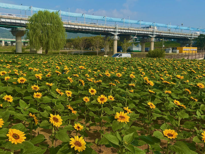 [공주=뉴시스] 금강신관공원 미르섬에 활짝 핀 해바라기. (사진=공주시 제공) 2026.09.30. photo@newsis.com *재판매 및 DB 금지