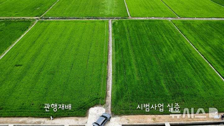 [평택=뉴시스] 평택시 '벼 깊이비료주기' 실증 모습 (사진=평택시 제공) 2026.09.30.photo@newsis.com 