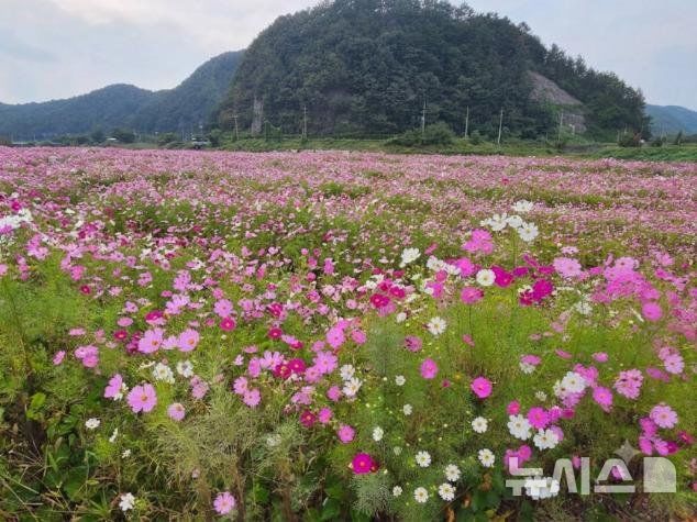 [완주=뉴시스] 완주 경천면 구룡천변 코스모스 만개 모습. *재판매 및 DB 금지