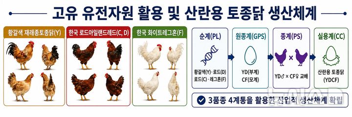 [세종=뉴시스] 교배 활용 토종닭 순계 및 생산체계. (사진=농촌진흥청 제공) 2026.10.01. photo@newsis.com