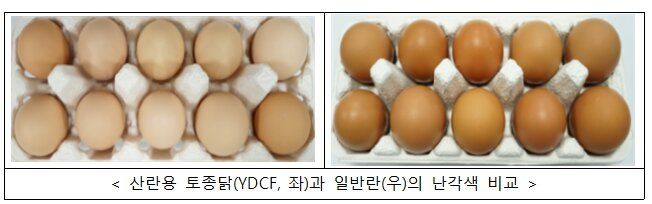 [세종=뉴시스] 산란용 토종닭(왼쪽)과 일반란(오른쪽)의 난각색 비교. (사진=농촌진흥청 제공) 2026.10.01. photo@newsis.com *재판매 및 DB 금지