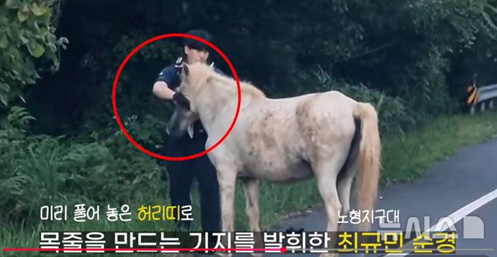 [제주=뉴시스] 최규민 순경이 지난 8월21일 제주 한라산 1100도로에서 배회하는 말에 대해 안전조치를 하고 있다. (사진=제주경찰청 유튜브 캡처) 2026.10.01. photo@newsis.com