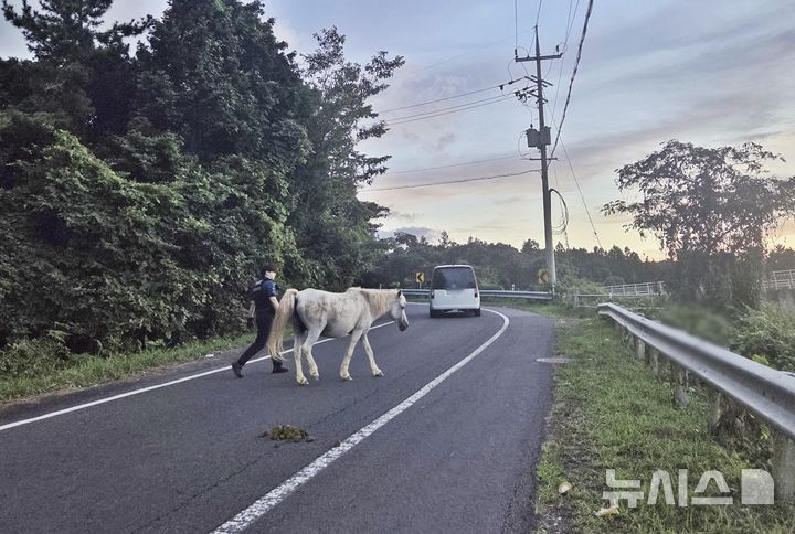 [제주=뉴시스] 최규민 순경이 지난 8월21일 제주 한라산 1100도로에서 배회하는 말에 대해 안전조치를 하고 있다. (사진=제주경찰청 제공) 2026.10.01. photo@newsis.com
