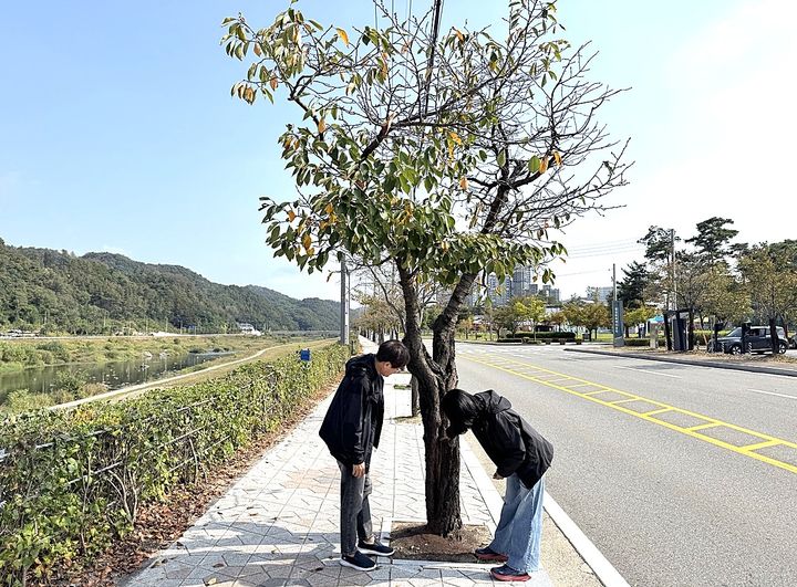 산림녹지과 녹지공원팀, 가로수 컨설팅. *재판매 및 DB 금지