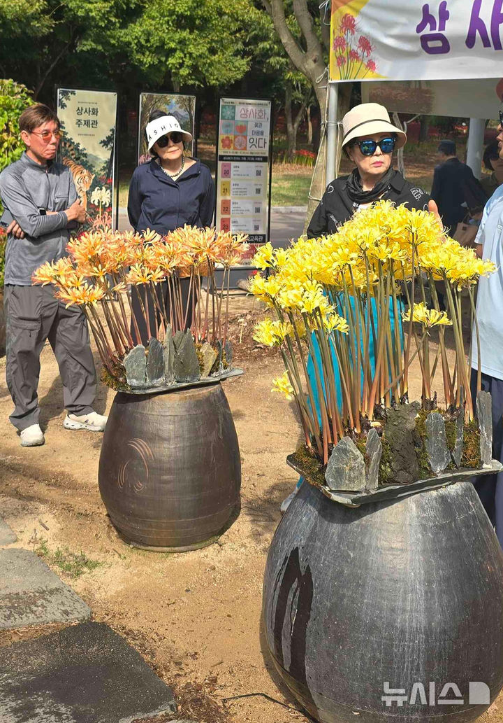 [영광=뉴시스] 영광불갑산상사화축제가 막을 내린 가운데 불갑산 상사화가 꽃이 진 뒤 잎을 틔우는 '잎의 계절'로 접어들면서 계절마다 달라지는 생육 모습이 새로운 볼거리가 되고 있다. (사진=영광군 제공) photo@newsis.com *재판매 및 DB 금지