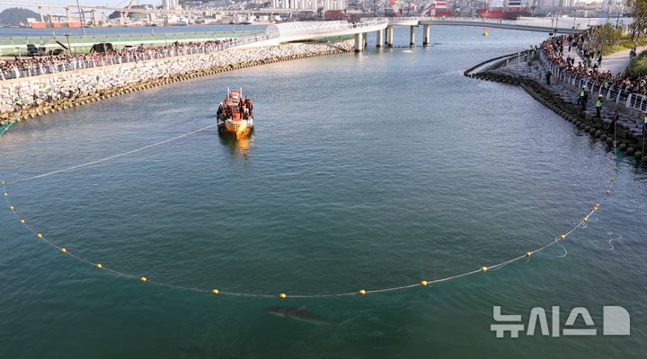 [부산=뉴시스] 하경민 기자 = 부산시, 국립수산과학원, 부산해경 등 상어 합동구조단이 2일 부산 동구 북항 친수공원 경관수로에서 길이 50m, 높이 6.8m 크기의 그물과 선박 2척을 동원해 '부캉이'를 먼바다로 유도하는 구조작업을 하고 있다. 2026.10.02. yulnetphoto@newsis.com