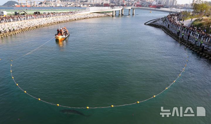  [부산=뉴시스] 하경민 기자 = 부산시, 국립수산과학원, 부산해경 등 상어 합동구조단이 2일 부산 동구 북항 친수공원 경관수로에서 길이 50m, 높이 6.8m 크기의 그물과 선박 2척을 동원해 '부캉이'를 먼바다로 유도하는 구조작업을 하고 있다. 2026.10.02. yulnetphoto@newsis.com