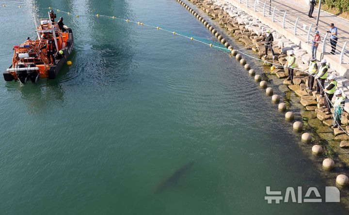  [부산=뉴시스] 하경민 기자 = 부산시, 국립수산과학원, 부산해경 등 상어 합동구조단이 2일 부산 동구 북항 친수공원 경관수로에서 길이 50m, 높이 6.8m 크기의 그물과 선박 2척을 동원해 '부캉이'를 먼바다로 유도하는 구조작업을 하고 있다. 2026.10.02. yulnetphoto@newsis.com