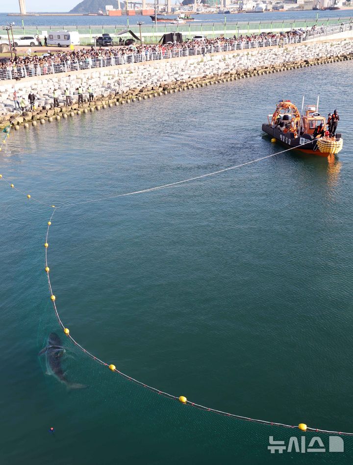  [부산=뉴시스] 하경민 기자 = 부산시, 국립수산과학원, 부산해경 등 상어 합동구조단이 2일 부산 동구 북항 친수공원 경관수로에서 길이 50m, 높이 6.8m 크기의 그물과 선박 2척을 동원해 '부캉이'를 먼바다로 유도하는 구조작업을 하고 있다. 2026.10.02. yulnetphoto@newsis.com