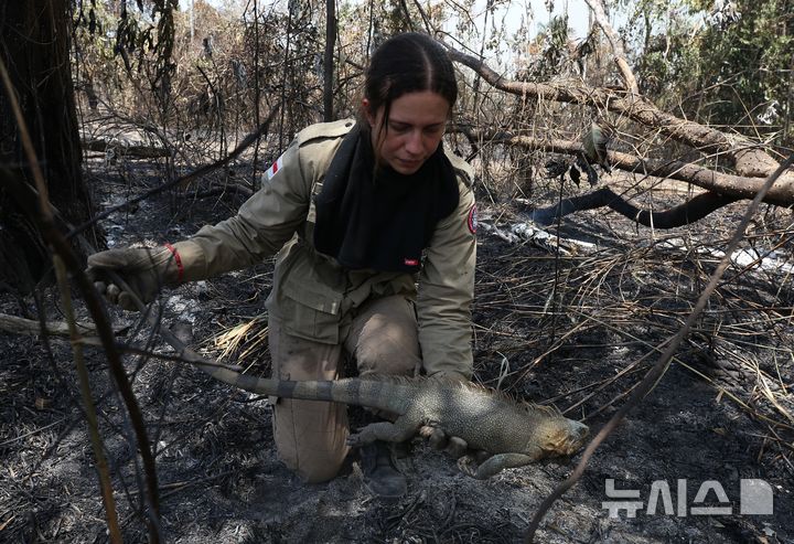 [이란두바=AP/뉴시스] 2일(현지 시간) 브라질 아마조나스주 이란두바 인근에서 한 소방관이 산불로 죽은 이구아나 사체를 수습하고 있다. 브라질 국립우주연구소(INPE)는 지난 9월 한 달 동안 아마존 지역에서 1만2562건의 산불이 발생했다고 집계했는데, 이는 올해 들어 가장 많은 산불이 발생했던 8월보다 36.4% 증가한 수치다. 엘니뇨 현상으로 이 지역의 가뭄이 이어지면서 산불이 급증하고 있다. 2026.10.03.