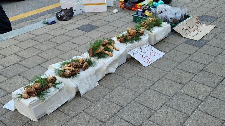 [대구=뉴시스] 중국산 송이 위장판매 모습. (사진=경북농관원 제공) 2026.10.03. photo@newsis.com *재판매 및 DB 금지