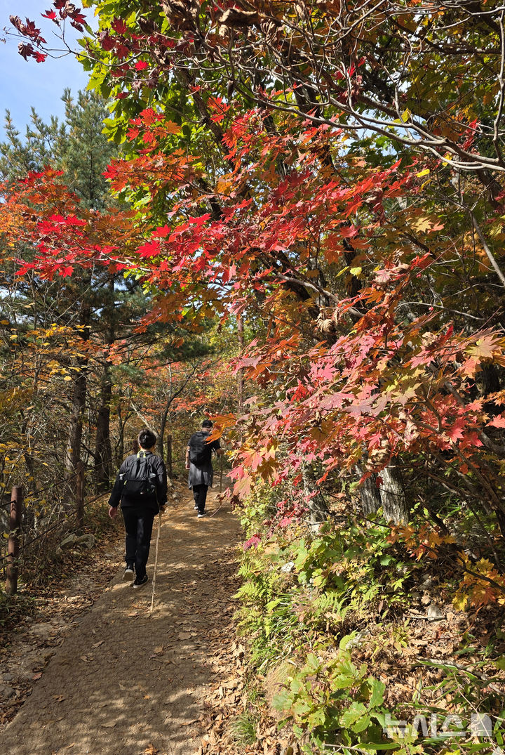 [태백=뉴시스] 홍춘봉 기자 = 3일 개천절을 맞은 가운데 태백산 천제단으로 향하는 태백산국립공원 등반로 주변에 형형색색의 단풍이 곱게 물들고 있다. 2026.10.03.casinohong@newsis.com