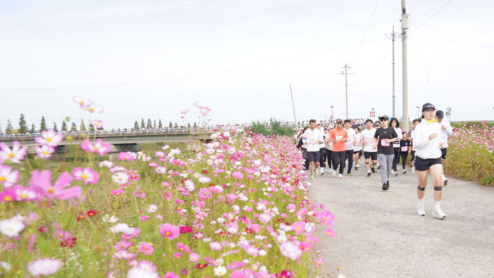 [서산=뉴시스] 3일 충남 서산 양대동 일원 천수만 A지구에서 열린 '서산 코스모스 황금들녘 마라톤 대회' 출전 선수들이 코스모스길을 따라 달리고 있다. (사진=서산시 제공) 2026.10.03. photo@newsis.com *재판매 및 DB 금지