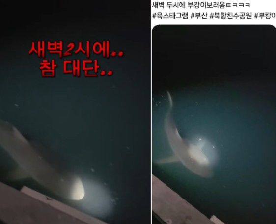[서울=뉴시스]부산 북항 친수공원에 머무는 상어 부캉이를 향해 한밤중 손전등과 대형 랜턴을 비추는 관람객들의 모습이 포착돼 논란이 일고 있다. (사진=스레드 캡처) 2026.10.04