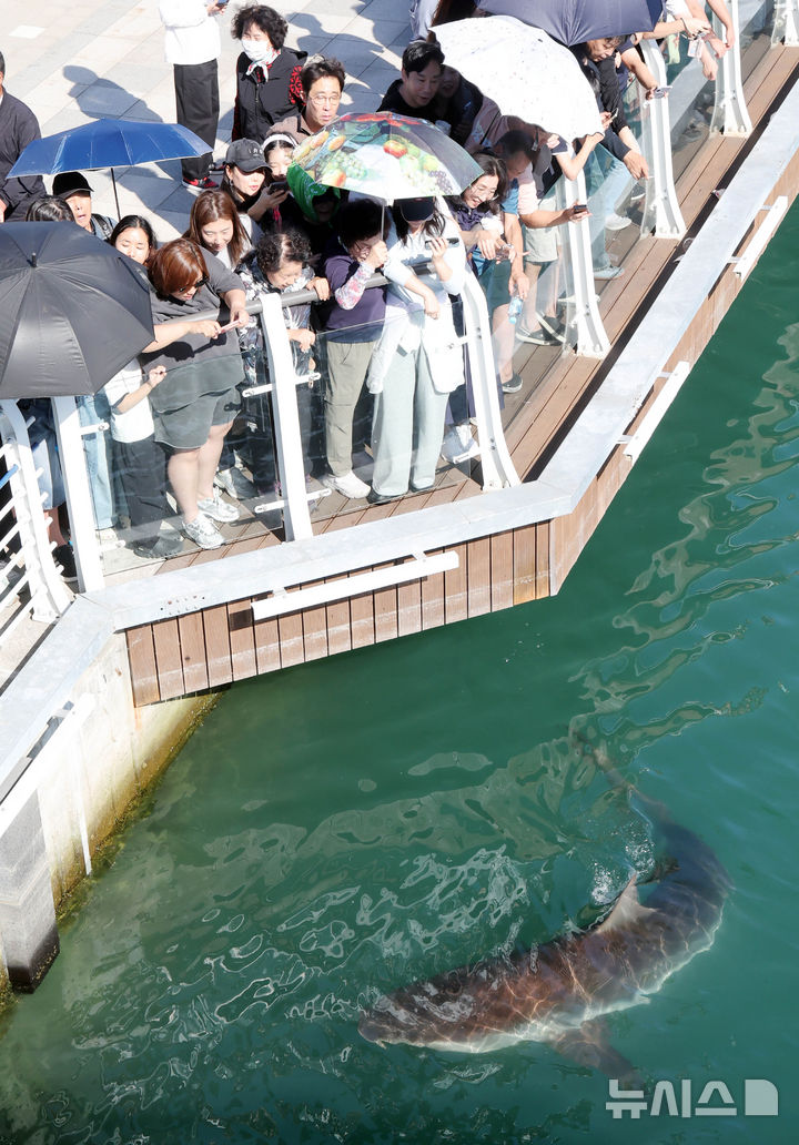  [부산=뉴시스] 하경민 기자 = 4일 부산 동구 북항 친수공원 경관수로 일대에서 시민들이 상어 '부캉이'의 유영하는 모습을 지켜보고 있다. 부캉이 관람인파는 지난 3일 7만2000명으로 집계되는 등 지난달 19일부터 누적 83만7800여 명을 기록했다. 2026.10.04. yulnetphoto@newsis.com