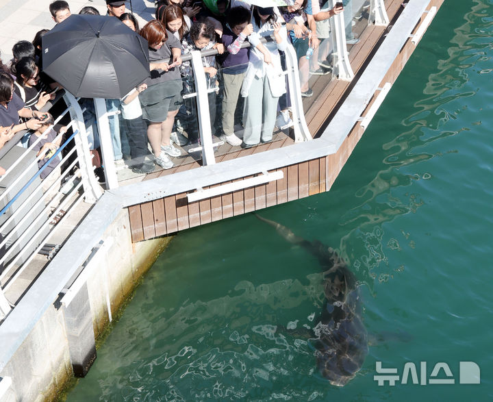  [부산=뉴시스] 하경민 기자 = 4일 부산 동구 북항 친수공원 경관수로 일대에서 시민들이 상어 '부캉이'의 유영하는 모습을 지켜보고 있다.  부캉이 관람인파는 지난 3일 7만2000명으로 집계되는 등 지난달 19일부터 누적 83만7800여 명을 기록했다. 2026.10.04. yulnetphoto@newsis.com