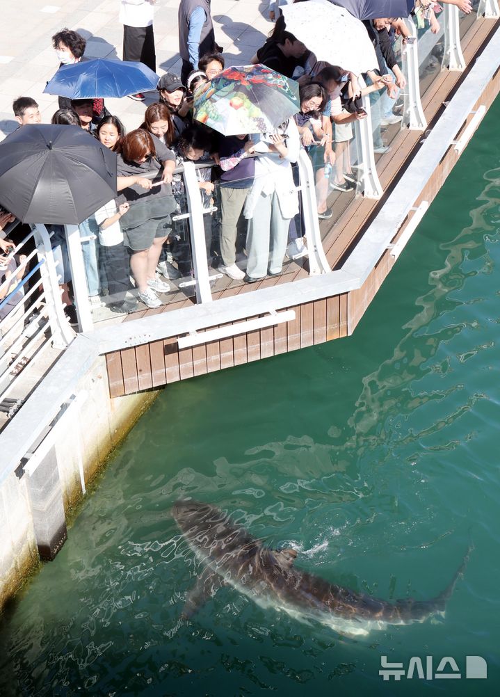  [부산=뉴시스] 하경민 기자 = 4일 부산 동구 북항 친수공원 경관수로 일대에서 시민들이 상어 '부캉이'의 유영하는 모습을 지켜보고 있다. 부캉이 관람인파는 지난 3일 7만2000명으로 집계되는 등 지난달 19일부터 누적 83만7800여 명을 기록했다. 2026.10.04. yulnetphoto@newsis.com