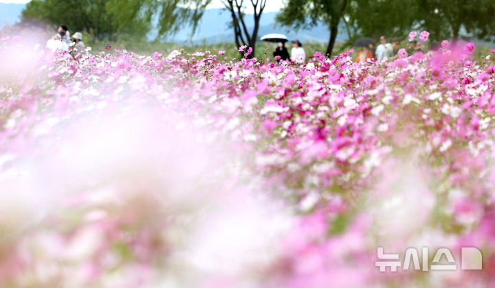 [고령=뉴시스] 이무열 기자 = 가을이 성큼 다가온 5일 경북 고령군 다산은행나무숲에 코스모스가 활짝 피어 가을 정취를 더하고 있다. 2026.10.05. lmy@newsis.com