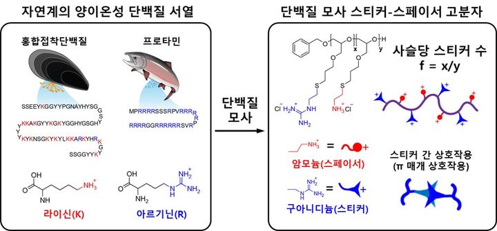 [울산=뉴시스] 단백질의 결합 특성을 본뜬 스티커-스페이서 고분자 모형 (사진=UNIST 제공) photo@newsis.com *재판매 및 DB 금지