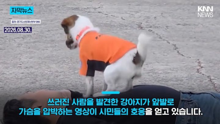 [서울=뉴시스] 심폐소생술 교육 영상에 출연한 반려견 신디가 누적 조회수 약 180만회를 기록하며 화제를 모으고 있다. (사진='KKN NEWS' 캡처)