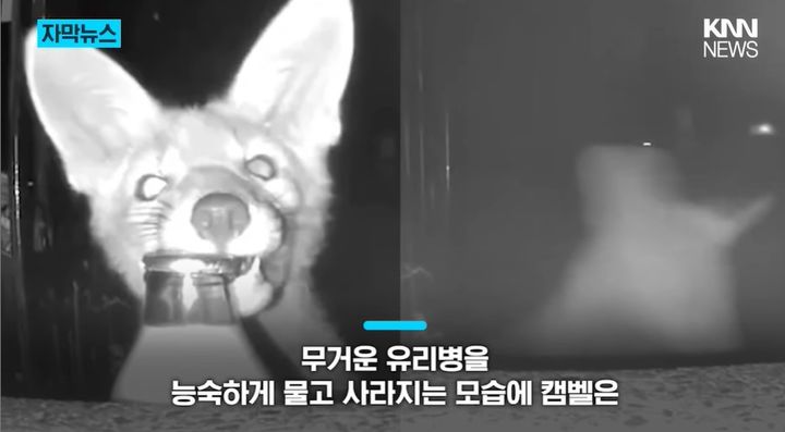 [서울=뉴시스] 스코틀랜드 글래스고 인근 한 주택에서 한 달 넘게 사라졌던 우유의 범인이 어린 야생 여우로 드러나 화제가 되고 있다. (사진='KNN NEWS' 캡처)