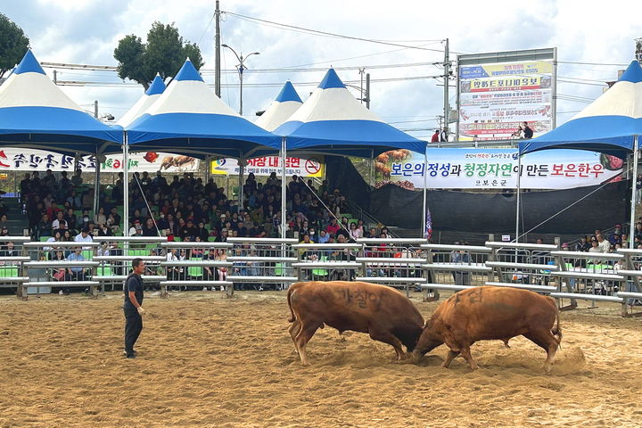 [보은=뉴시스] 지난해 10월 보은대추축제장 인근에서 열린 제16회 보은전국민속소힘겨루기대회 소싸움 현장. (사진=보은군 제공) photo@newsis.com&nbsp; *재판매 및 DB 금지