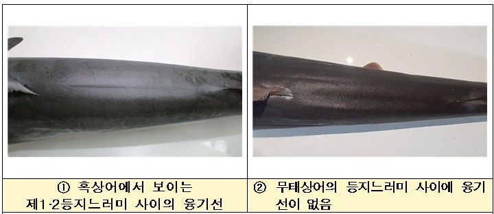 [부산=뉴시스] 왼쪽부터 흑상어에서 보이는 제1·2등지느러미 사이의 융기선, 무태상어의 등지느러미 사이에 융기선이 없는 모습. (사진=국립수산과학원 제공) 2026.10.06. photo@newsis.com *재판매 및 DB 금지