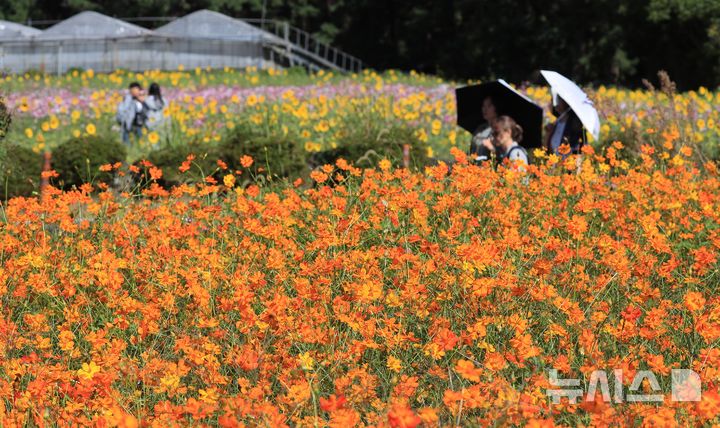[제주=뉴시스] 우장호 기자 = 완연한 가을 날씨를 보인 6일 오전 제주시 애월읍 항몽유적지 인근 제주올레 16코스에 황화 코스모스 등 계절꽃이 피어나 지나는 이들의 시선을 사로잡고 있다. 2026.10.06. woo1223@newsis.com