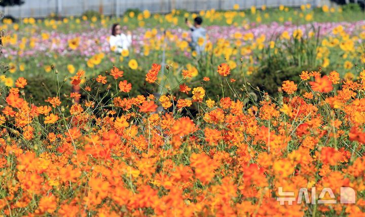 [제주=뉴시스] 우장호 기자 = 완연한 가을 날씨를 보인 6일 오전 제주시 애월읍 항몽유적지 인근 제주올레 16코스에 황화 코스모스 등 계절꽃이 피어나 지나는 이들의 시선을 사로잡고 있다. 2026.10.06. woo1223@newsis.com
