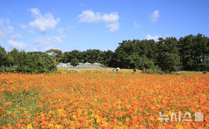 [제주=뉴시스] 우장호 기자 = 완연한 가을 날씨를 보인 6일 오전 제주시 애월읍 항몽유적지 인근 제주올레 16코스에 황화 코스모스 등 계절꽃이 피어나 지나는 이들의 시선을 사로잡고 있다. 2026.10.06. woo1223@newsis.com
