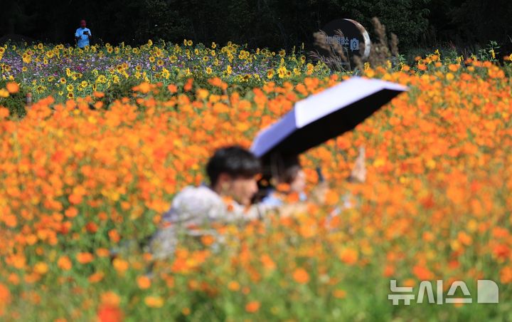 [제주=뉴시스] 우장호 기자 = 완연한 가을 날씨를 보인 6일 오전 제주시 애월읍 항몽유적지 인근 제주올레 16코스에 황화 코스모스 등 계절꽃이 피어나 지나는 이들의 시선을 사로잡고 있다. 2026.10.06. woo1223@newsis.com