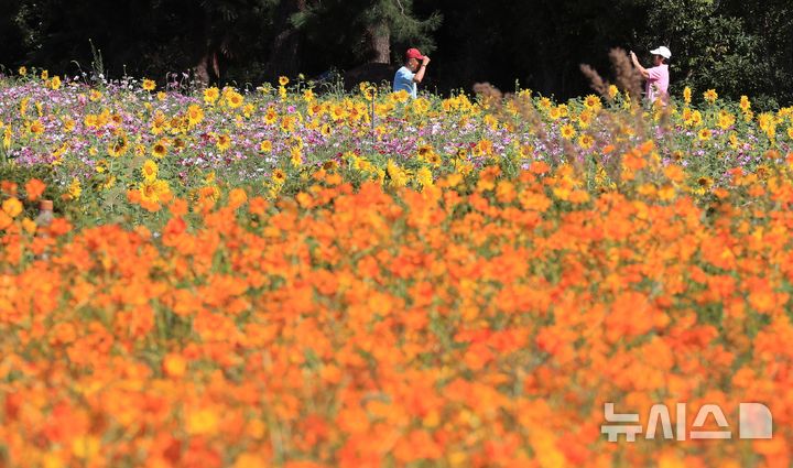 [제주=뉴시스] 우장호 기자 = 완연한 가을 날씨를 보인 6일 오전 제주시 애월읍 항몽유적지 인근 제주올레 16코스에 황화 코스모스 등 계절꽃이 피어나 지나는 이들의 시선을 사로잡고 있다. 2026.10.06. woo1223@newsis.com
