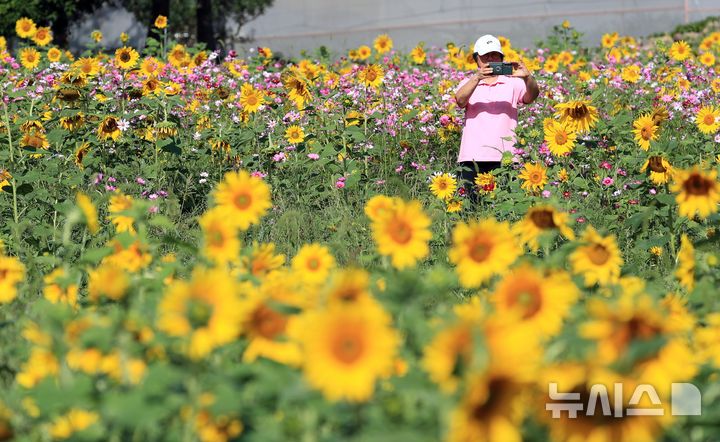 [제주=뉴시스] 우장호 기자 = 완연한 가을 날씨를 보인 6일 오전 제주시 애월읍 항몽유적지 인근 제주올레 16코스에 황화 코스모스 등 계절꽃이 피어나 지나는 이들의 시선을 사로잡고 있다. 2026.10.06. woo1223@newsis.com