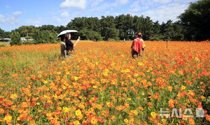 [제주=뉴시스] 우장호 기자 = 완연한 가을 날씨를 보인 6일 오전 제주시 애월읍 항몽유적지 인근 제주올레 16코스에 황화 코스모스 등 계절꽃이 피어나 지나는 이들의 시선을 사로잡고 있다. 2026.10.06. woo1223@newsis.com