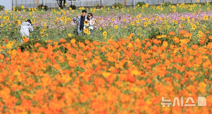 [제주=뉴시스] 우장호 기자 = 완연한 가을 날씨를 보인 6일 오전 제주시 애월읍 항몽유적지 인근 제주올레 16코스에 황화 코스모스 등 계절꽃이 피어나 지나는 이들의 시선을 사로잡고 있다. 2026.10.06. woo1223@newsis.com