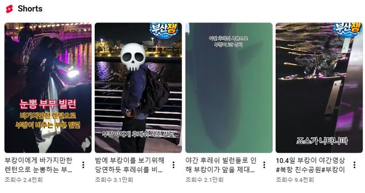 [부산=뉴시스] 유튜브 채널 '부산잼'에 부산 북항 친수공원에 머무는 상어 '부캉이'와 주변 관람객들의 모습을 담은 쇼츠 영상들이 게시돼 있다. (사진=유튜브 부산잼 캡처) 2026.10.07. *재판매 및 DB 금지