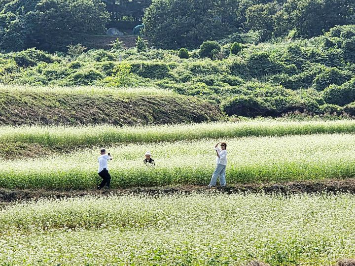 [함양=뉴시스] 함양 시목마을 메밀꽃축제 9일 개최. (사진=함양군 제공) 2026.10.07. photo@newsis.com *재판매 및 DB 금지