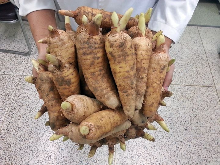 건강기능식품 개별인정원료로 인정받은 천마(사진=농기원 제공) *재판매 및 DB 금지