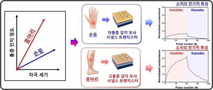 [대전=뉴시스] 연세대가 신체 부위별 통증 다르게 느끼는 인공 통각 인지 시스템 개발했다.(사진=연세대 전기전자공학과 김현재 교수팀 제공) *재판매 및 DB 금지