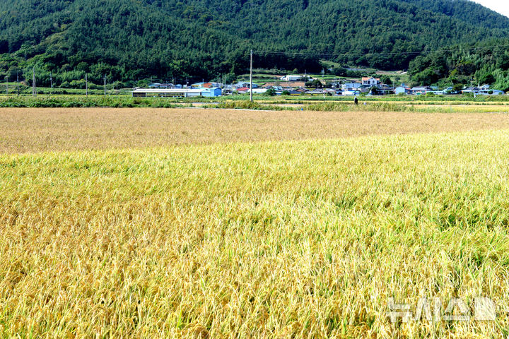 [장흥=뉴시스] 이창우 기자=전남광주 장흥군 대덕읍 신리 간척지 말단부 농지에서 염해가 발생해 벼가 붉은빛을 띠며 말라 고사했다. 사진 위쪽 농지는 염해 발생, 아래는 정상 농지. 2026.10.08. lcw@newsis.com