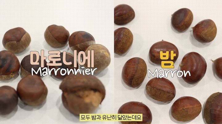 [서울=뉴시스] 11일 식품의약품안전처에 따르면 마로니에는 열매만 떨어져 있는 경우에는 어떤 나무에서 떨어졌는지 확인하기 어려워 밤으로 착각하기 쉽다. (사진=식약처 제공) 2026.10.08. photo@newsis.com *재판매 및 DB 금지