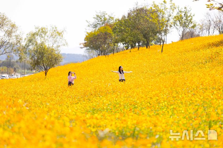 [나주=뉴시스] 황화코스모스로 곱게 물든 나주 영산강정원에서 축제객들이 기념사진을 찍고 있다. (사진=나주시 제공) 2026.10.08. photo@newsis.com