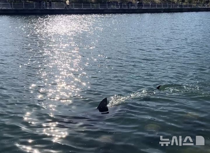 [부산=뉴시스] 이아름 기자 = 10일 오후 부산 북항친수공원 경관 수로에 23일째 머물고 있는 몸길이 3m 암컷 흑상어 '부캉이'가 유영하고 있다. 2026.10.10. aha@newsis.com 