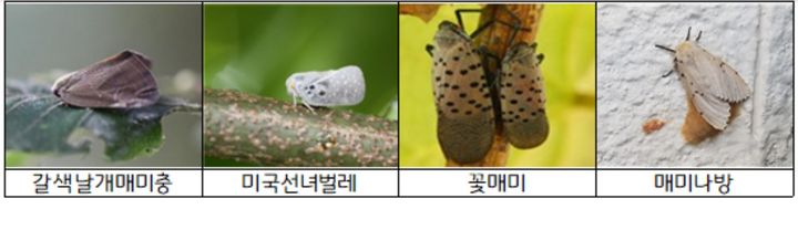 [수원=뉴시스] 돌발해충. (사진=경기도 제공) 2026.10.11. photo@newsis.com *재판매 및 DB 금지
