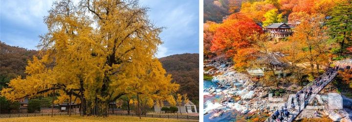[창원=뉴시스]경남 의령군 곽재우 의병장 생가 앞 은행나무(왼쪽)와 산청군 대원사 계곡.(사진=경남관광재단 제공) 2026.10.11. photo@newsis.com