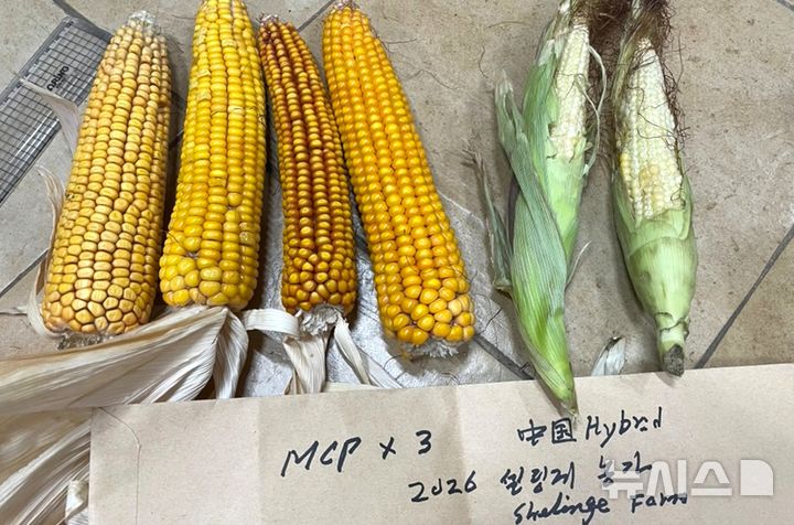 [포항=뉴시스] 국제옥수수재단(ICF) 김순권 이사장이 2004년부터 몽골 현지에서 이어온 옥수수 육종 연구가 23년 만에 농가 재배에 성공했다. 사진은 몽골 세렝게주 농가 비교 재배 결과로 새로 개발한 하이브리드 옥수수 'MCP×원종 3'(왼쪽)과 종실이 맺히지 않은 중국산 수입 하이브리드 옥수수. (사진=한동대 제공) 2026.10.12. photo@newsis.com