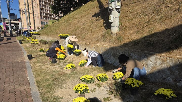 [여주=뉴시스] 여주시 오학동 주민자치회가 도자기 정원에 국화를 씸고 있다. (사진=여주시 오학동 제공) 2026. 10. 13. photo@newsis.com *재판매 및 DB 금지