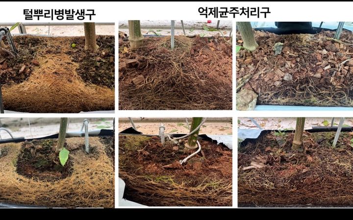 [진주=뉴시스] 경남농업기술원, 파프리카 털뿌리병 발생구 및 억제균주 처리구 비교.(사진=경남농업기술원 제공).2026.10.14.photo@newsis.com *재판매 및 DB 금지